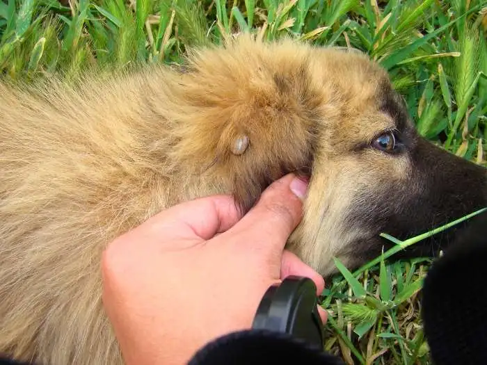 perro con garrapatas