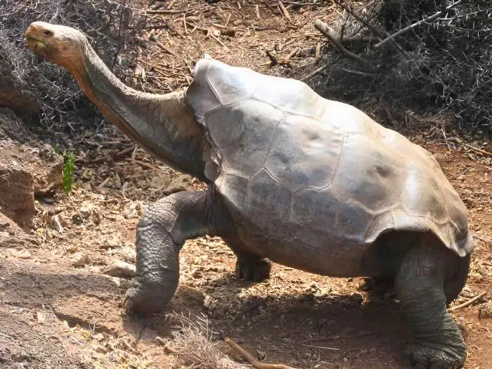 Pinta Island Tortoise