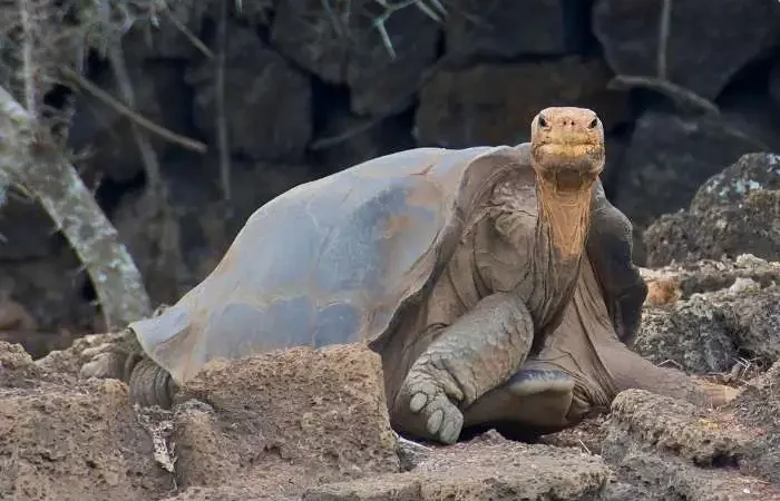 El solitario george