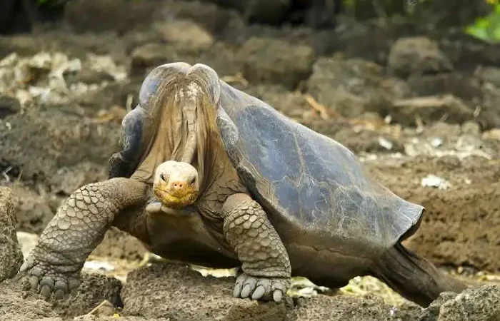 Tortuga gigante de pinta