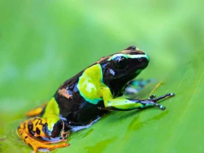 mantella baroni